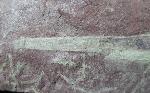 Desmiophyllum gothanii (FLORIN 1936) - Bild © FossNet FossilienStore